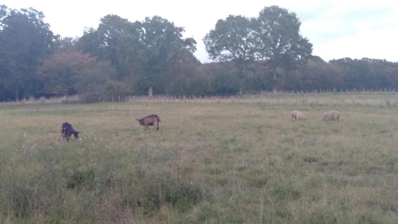 Grande Maison De Plain Pied Avec Jardin Arbore. Champignelles Zewnętrze zdjęcie